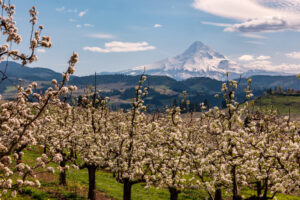 A view of wildflowers during spring in Oregon.